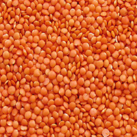 Masoor Dal