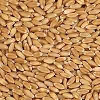 Wheat